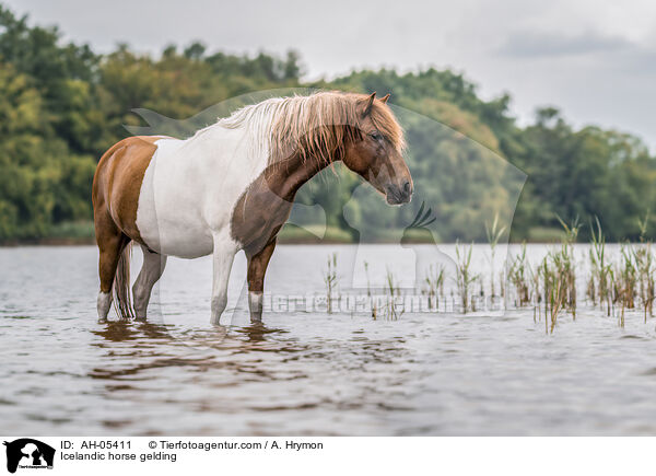 Islnder Wallach / Icelandic horse gelding / AH-05411