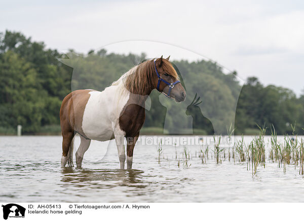 Icelandic horse gelding / AH-05413
