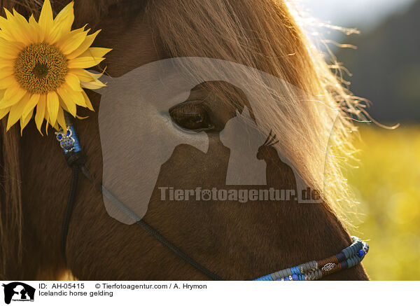 Icelandic horse gelding / AH-05415