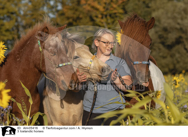 3 Islnder / 3 Icelandic horses / AH-05416