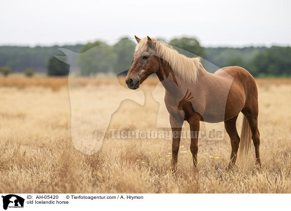 alter Islnder / old Icelandic horse / AH-05420