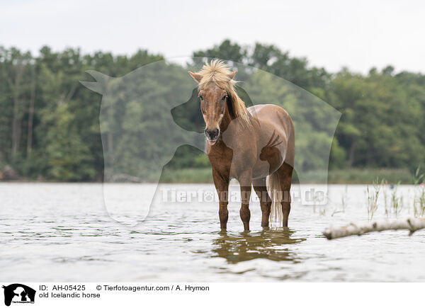 alter Islnder / old Icelandic horse / AH-05425