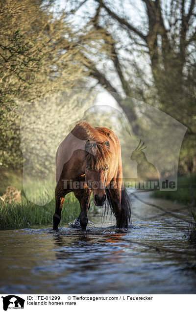 Icelandic horses mare / IFE-01299