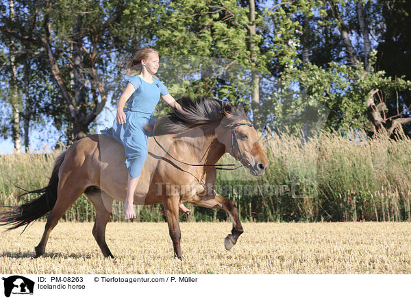 Islnder / Icelandic horse / PM-08263