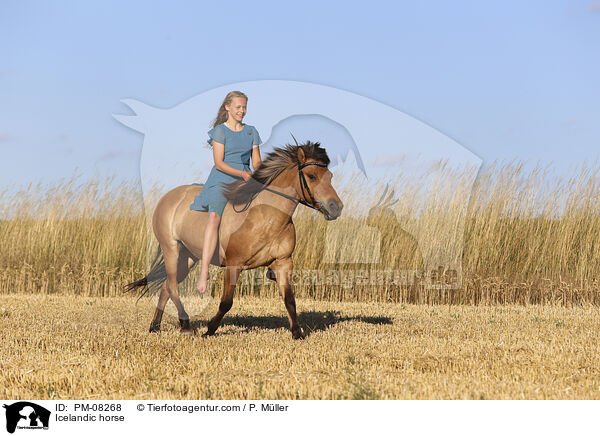 Islnder / Icelandic horse / PM-08268