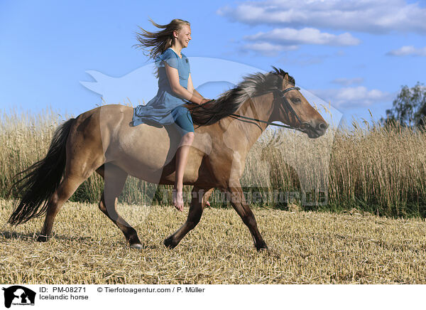 Islnder / Icelandic horse / PM-08271