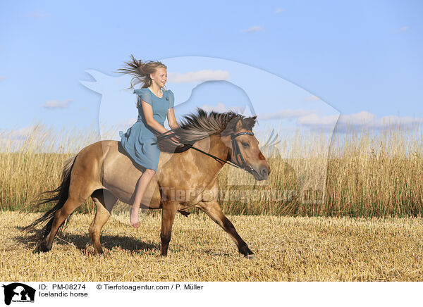 Islnder / Icelandic horse / PM-08274