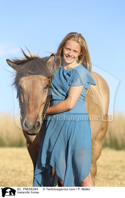 Islnder / Icelandic horse / PM-08284