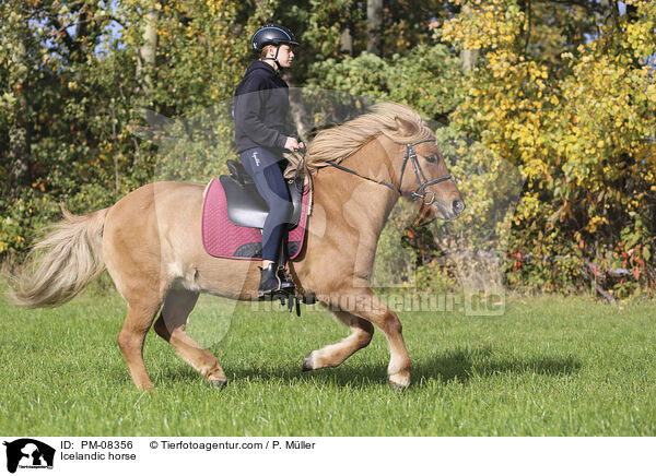 Islnder / Icelandic horse / PM-08356
