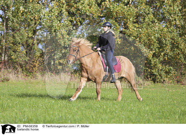 Islnder / Icelandic horse / PM-08358