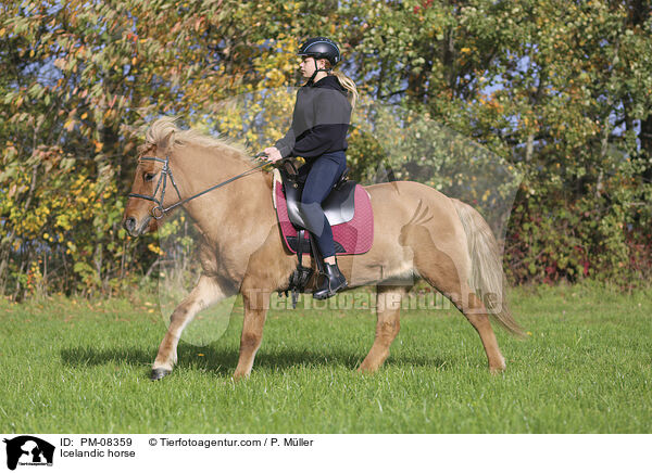 Islnder / Icelandic horse / PM-08359