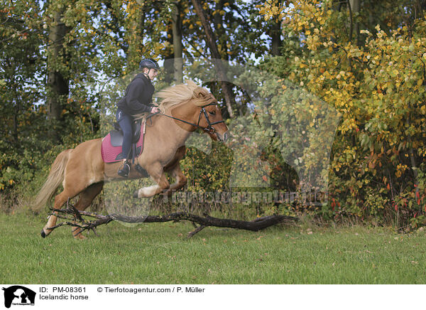 Islnder / Icelandic horse / PM-08361