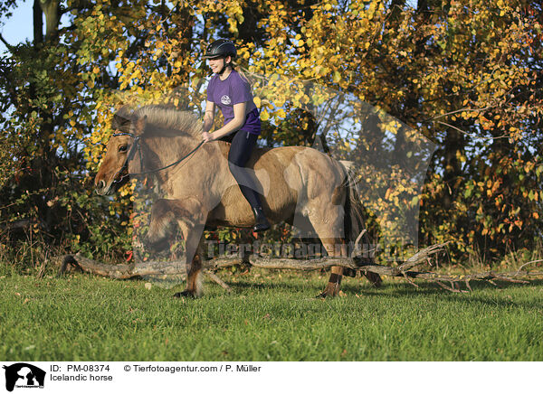 Isländer / Icelandic horse / PM-08374