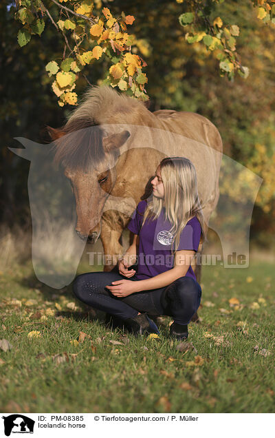 Islnder / Icelandic horse / PM-08385