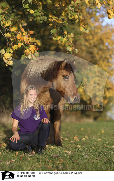 Icelandic horse / PM-08388