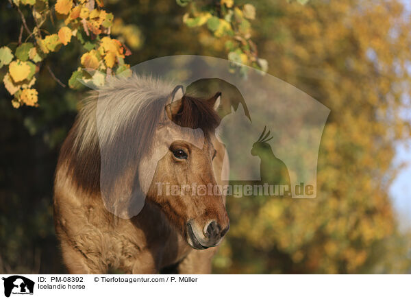 Islnder / Icelandic horse / PM-08392