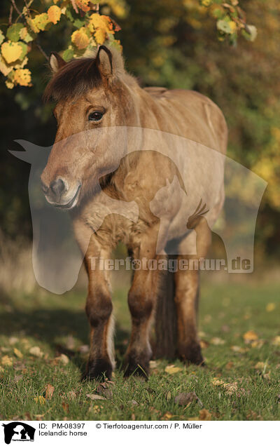 Icelandic horse / PM-08397