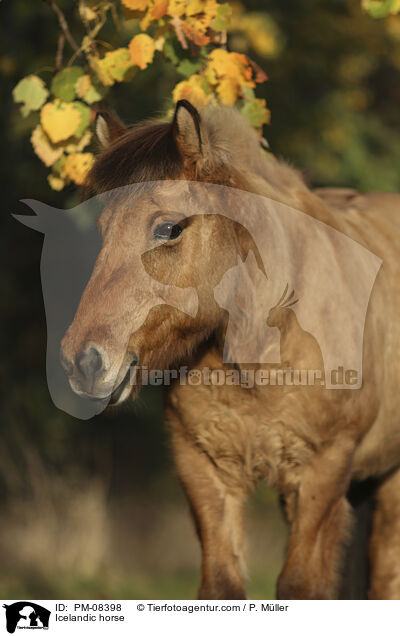 Icelandic horse / PM-08398