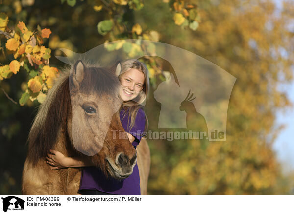 Islnder / Icelandic horse / PM-08399