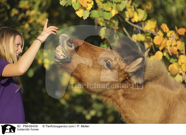 Isländer / Icelandic horse / PM-08409