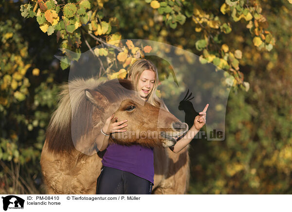 Islnder / Icelandic horse / PM-08410