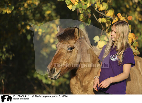 Islnder / Icelandic horse / PM-08412