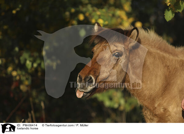 Icelandic horse / PM-08414