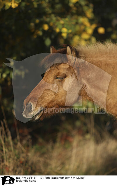 Islnder / Icelandic horse / PM-08416