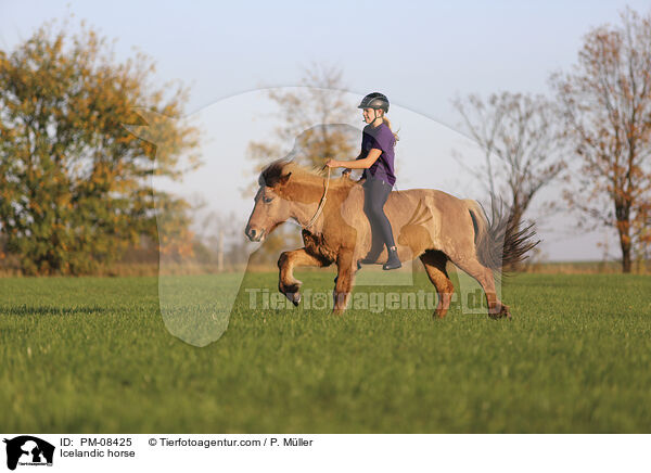 Isländer / Icelandic horse / PM-08425