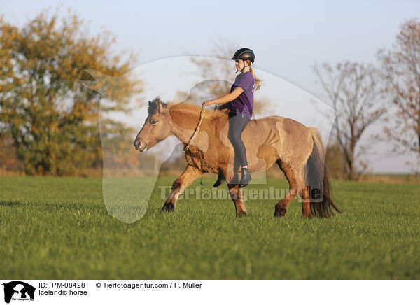 Islnder / Icelandic horse / PM-08428
