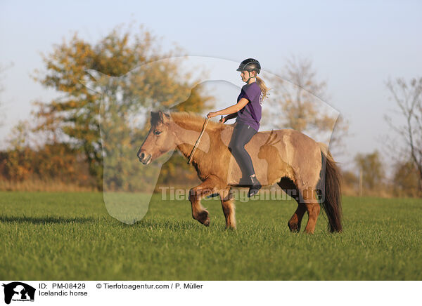 Islnder / Icelandic horse / PM-08429