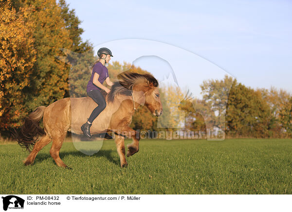 Islnder / Icelandic horse / PM-08432