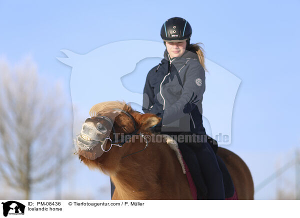 Islnder / Icelandic horse / PM-08436