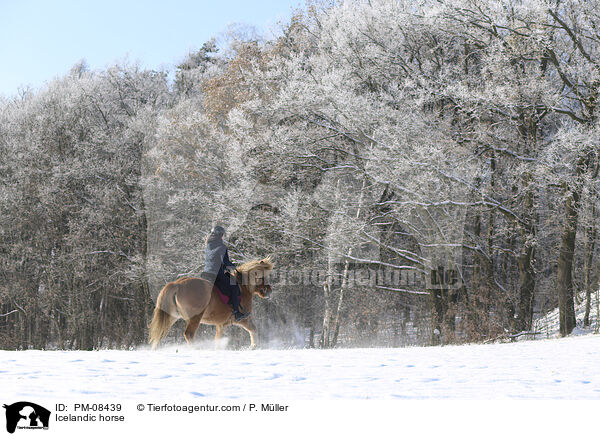 Islnder / Icelandic horse / PM-08439