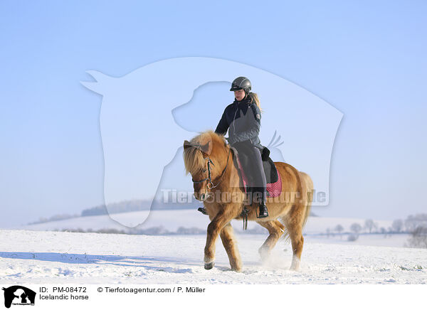 Islnder / Icelandic horse / PM-08472