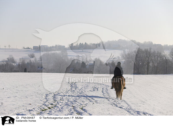 Islnder / Icelandic horse / PM-08487