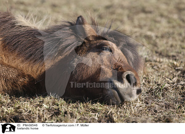 Icelandic horse / PM-08546