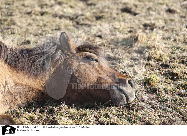 Islnder / Icelandic horse / PM-08547