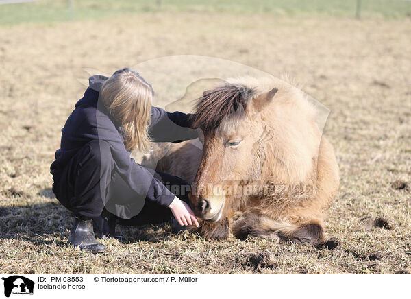 Islnder / Icelandic horse / PM-08553
