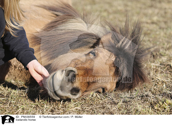 Icelandic horse / PM-08559