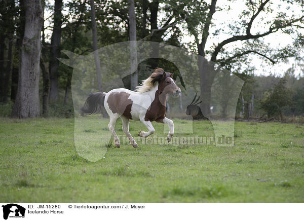 Icelandic Horse / JM-15280