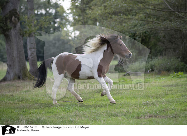 Icelandic Horse / JM-15283