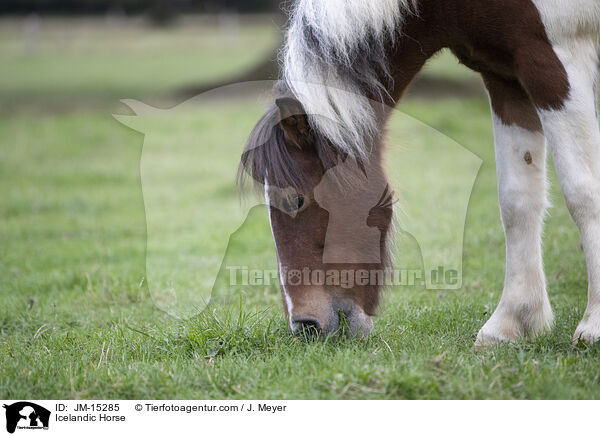 Icelandic Horse / JM-15285