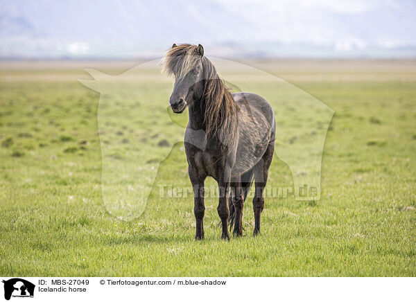 Islnder / Icelandic horse / MBS-27049