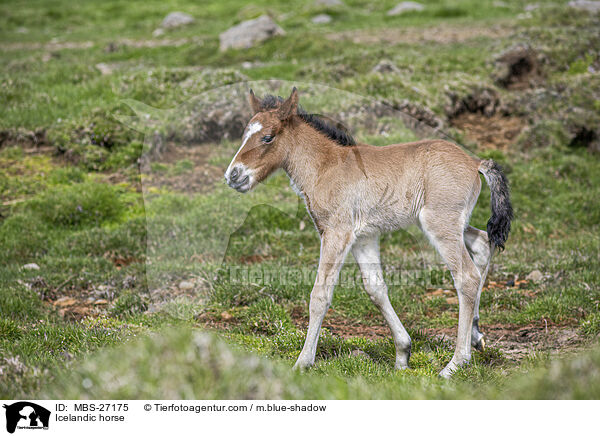 Islnder / Icelandic horse / MBS-27175