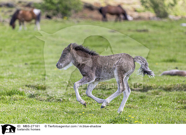 Icelandic horses / MBS-27181