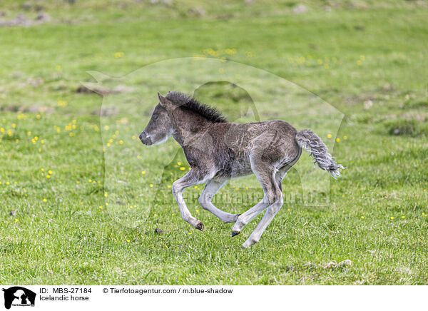 Icelandic horse / MBS-27184