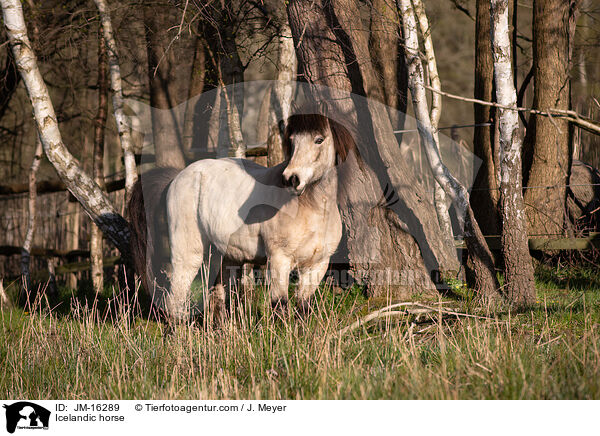 Icelandic horse / JM-16289