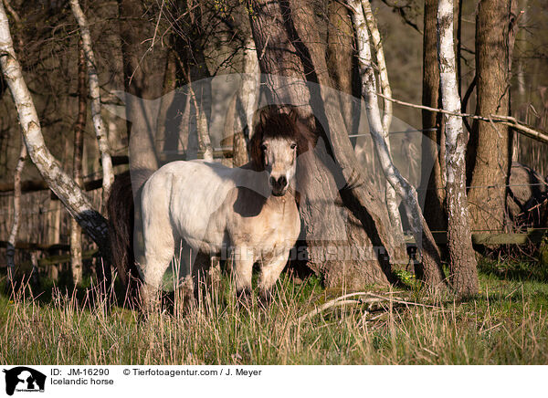 Icelandic horse / JM-16290