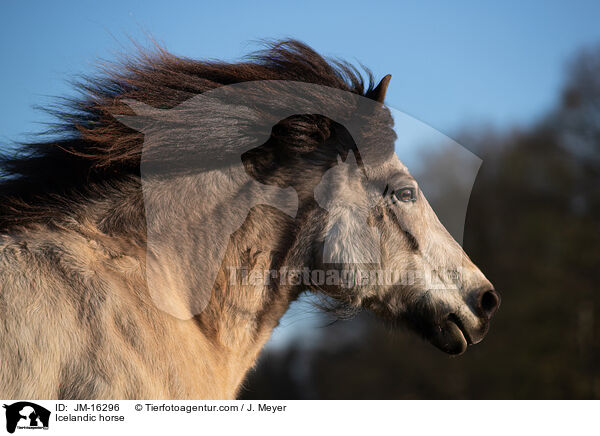 Icelandic horse / JM-16296